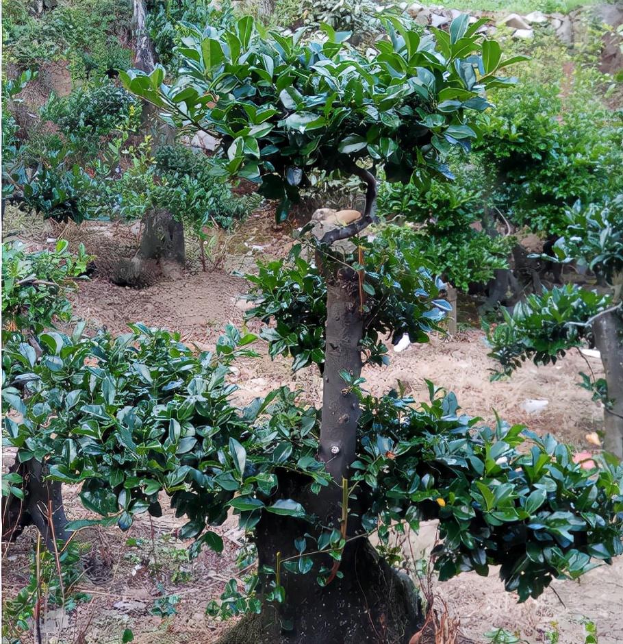 霸气到爆的名字四字,六个字的战队名字要霸气的