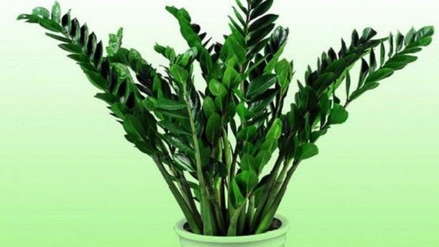 又高又壮的女生又高又壮组词