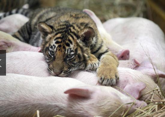 为什么男人趴在女人身上睡觉女生为什么喜欢趴在男生怀里