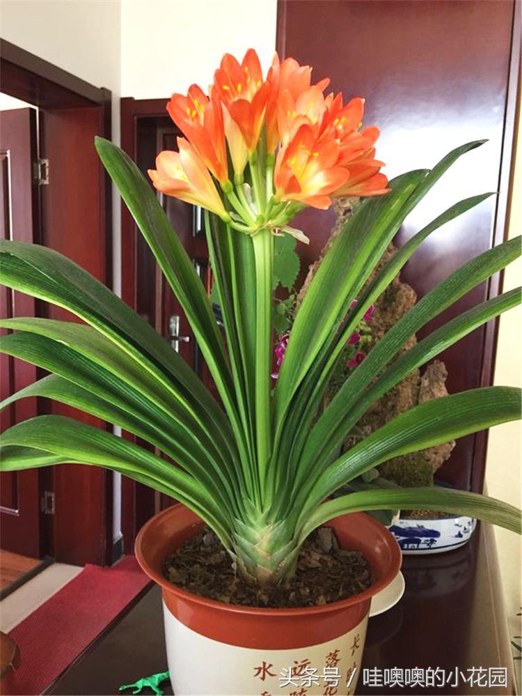 做着做着软了怎么回事儿有些人再努力锻炼肌肉也是软的