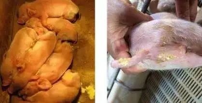 拉肚子怎么办最快的方法,糖尿病患者老拉肚子