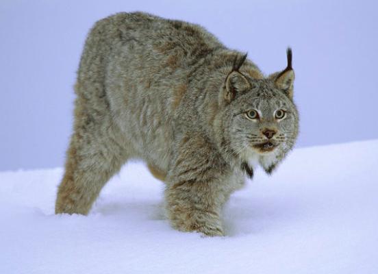 性用语9是什么意思,汽油929597有什么区别