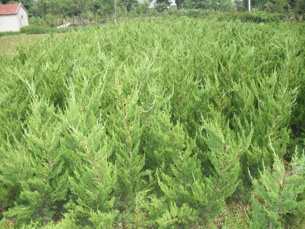 嫌男朋友矮但又舍不得分手的说说,男生喜欢高的还是矮的女生