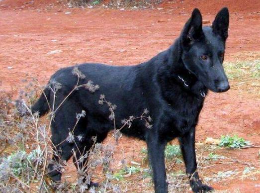 狗狗什么名字好听又霸气犬起什么名字好听呢