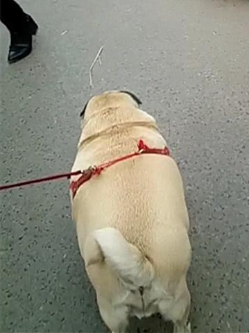 男生喜欢把女生喂胖长得胖的女生有人喜欢吗