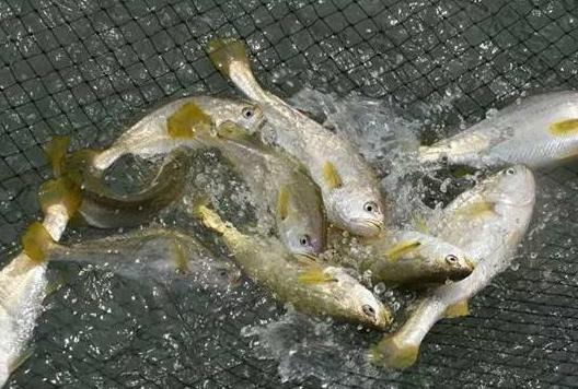 头疼怎么办,睡眠不足造成的头痛怎么办