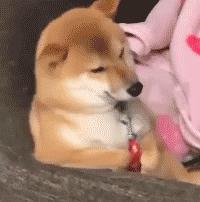 怎么把动态图变成表情包华为抖音动态表情包怎么存到相册