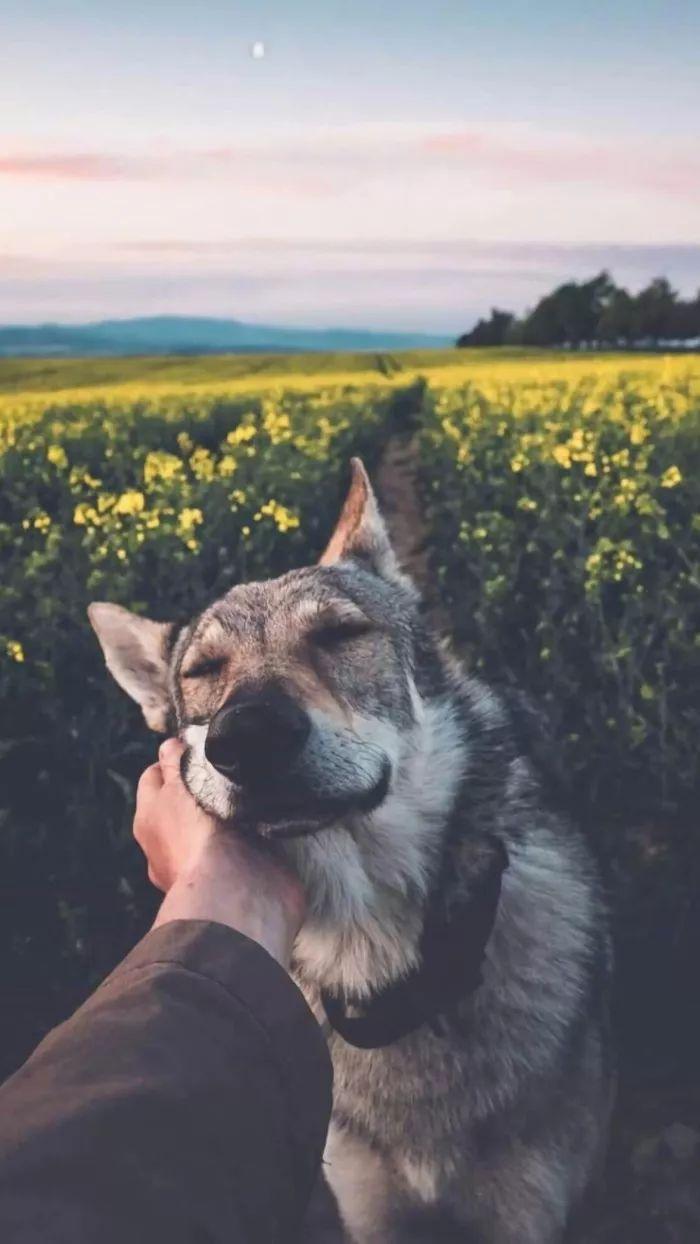 网名沙雕搞笑既沙雕又伤感又霸气的网名