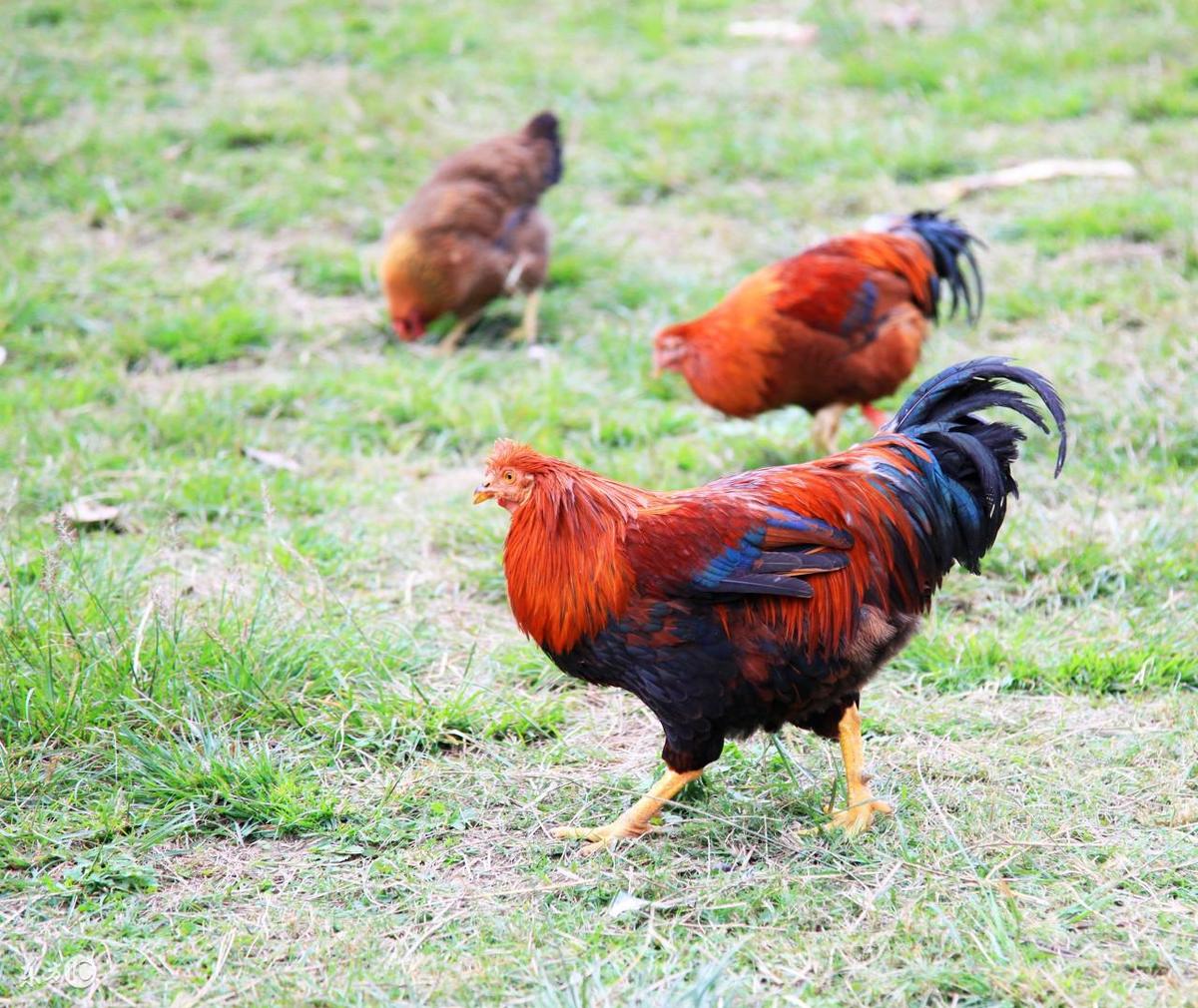 93年属什么生肖,1993年十月初一五行属什么