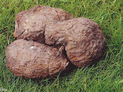 杏仁有什么作用和功效,杏仁粉的功效与作用