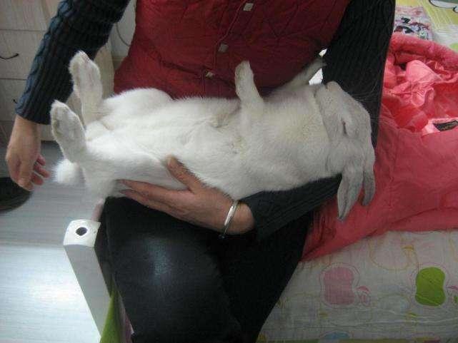 咋捏女生的小兔兔呀兔子的骨头能捏断吗