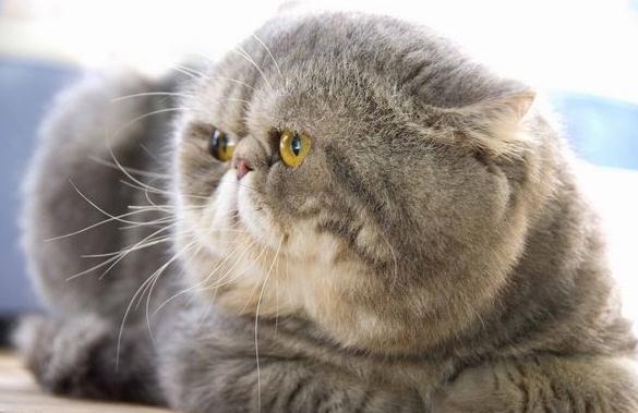 最受欢迎的女生体重排行亚洲平均身高排名2020