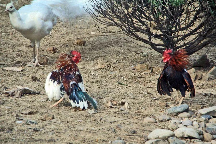 五岁男孩小鸡不长怎么回事该怎么给孩子启蒙教育