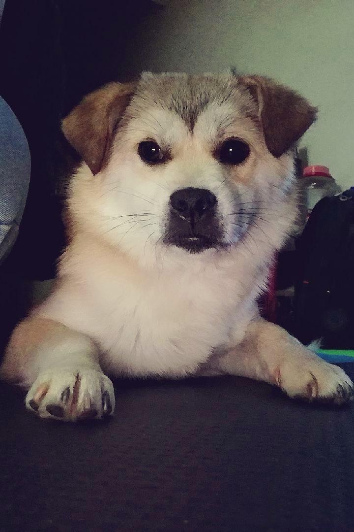 大熊猫是猫吗以前看过一个动画片