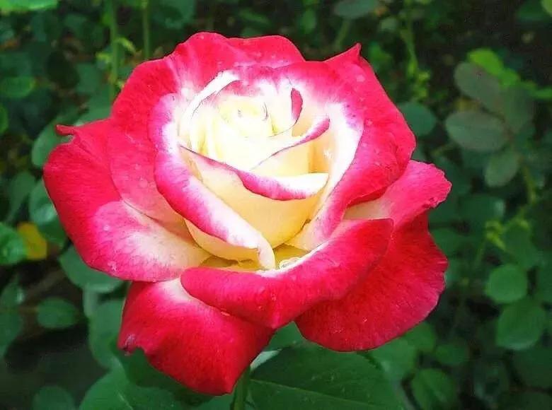 太美了三个字的图片,你读过最美的诗词是什么