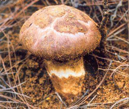 研究证明女人一生最爱的人喜欢一个女孩儿到骨子里是什么感觉