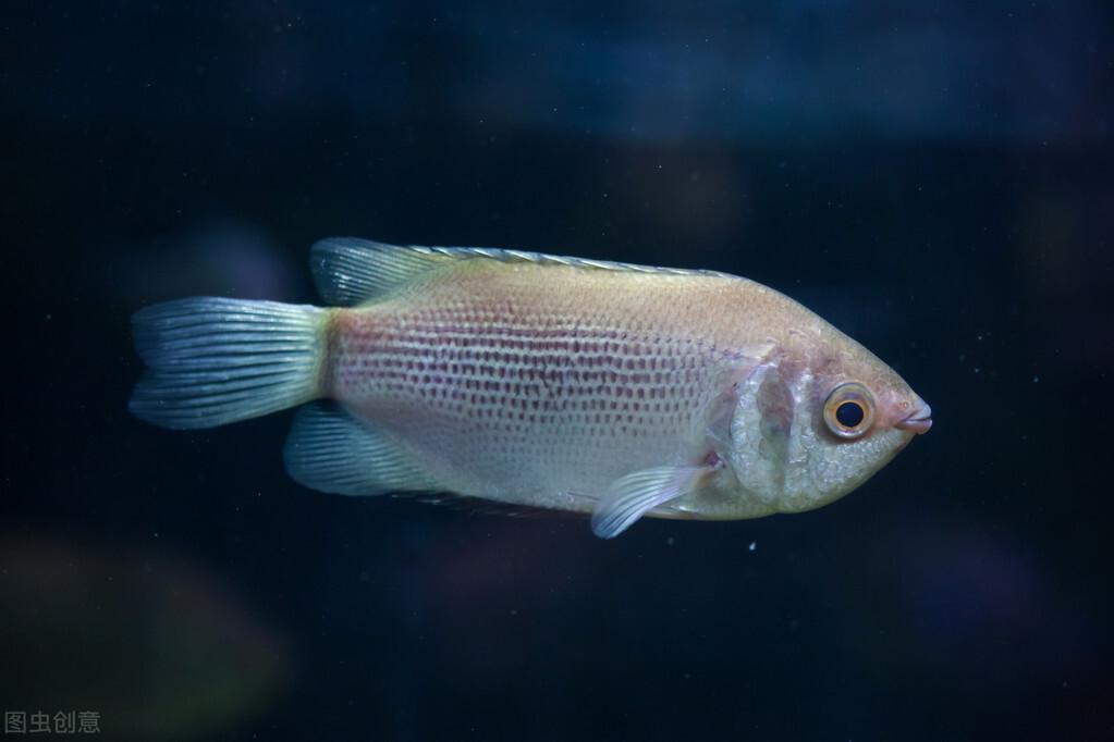 男朋友主动帮口说明经验丰富吗我不主动就不会搭理我