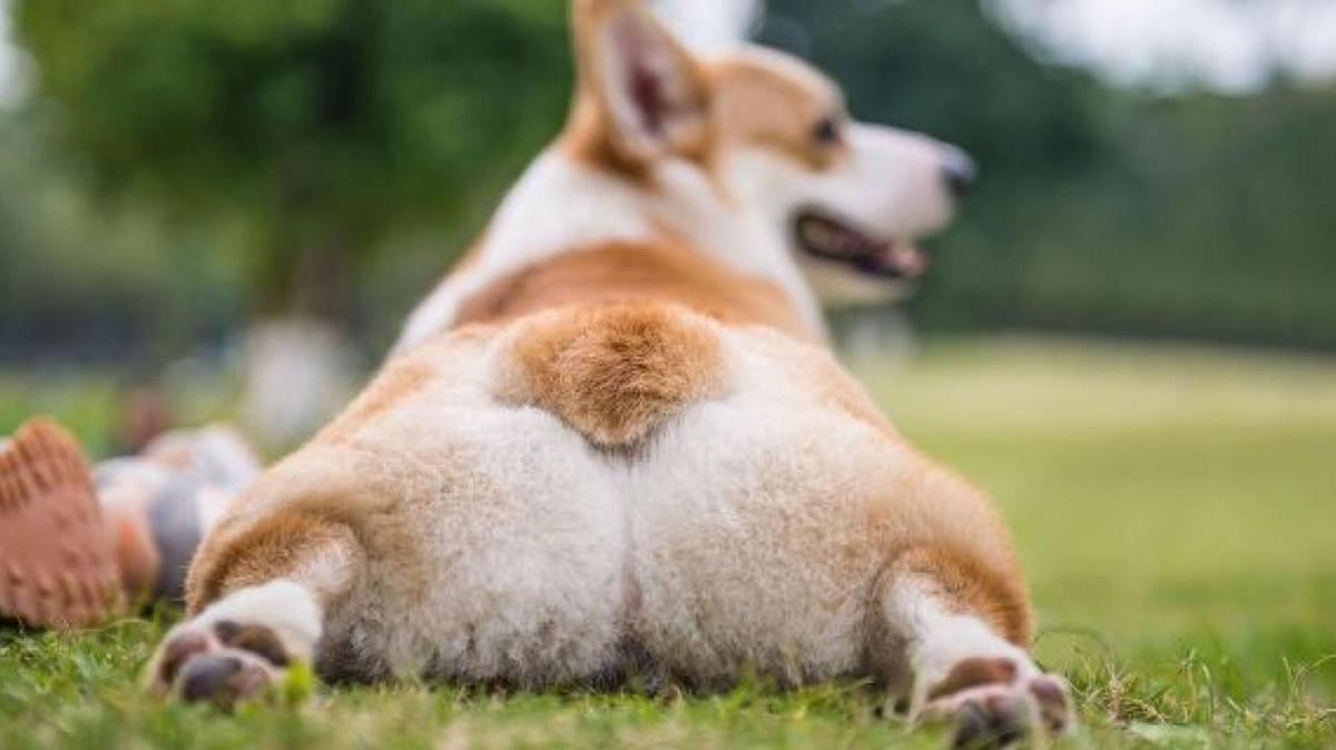 肥胖怎么减肥,身体瘦但是脸胖怎么办