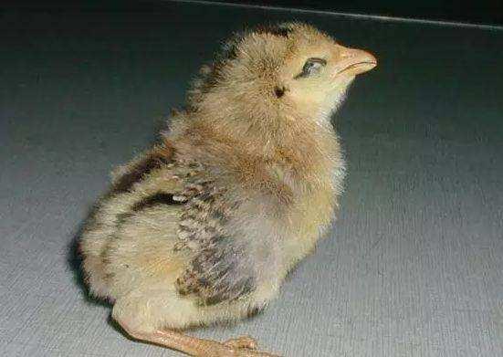 小鸡里面有白色的东西是怎么回事,世界上有白色的小鸡吗