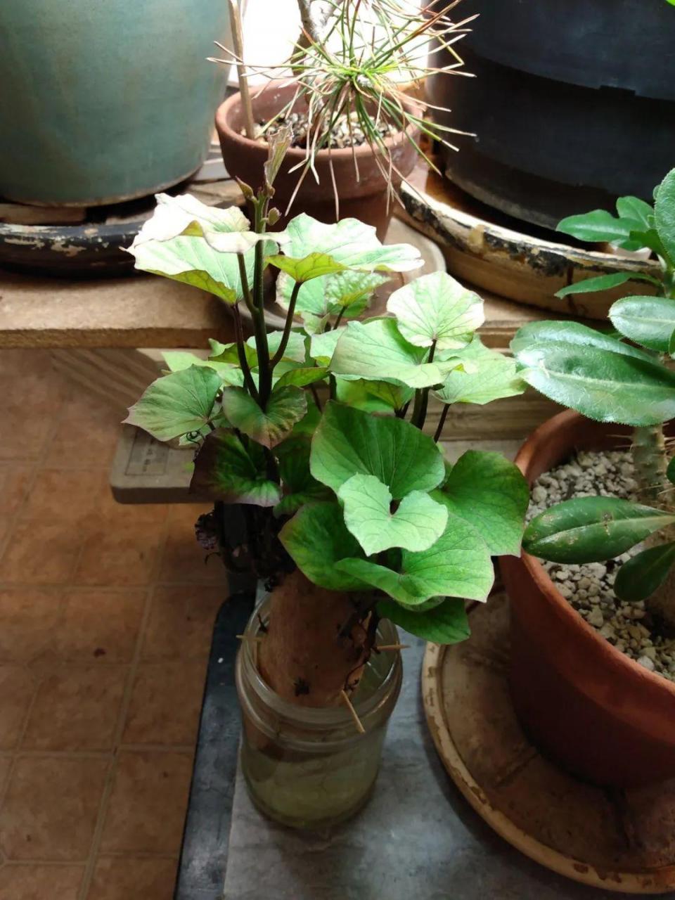 不长个子的原因练习武术影响身高吗