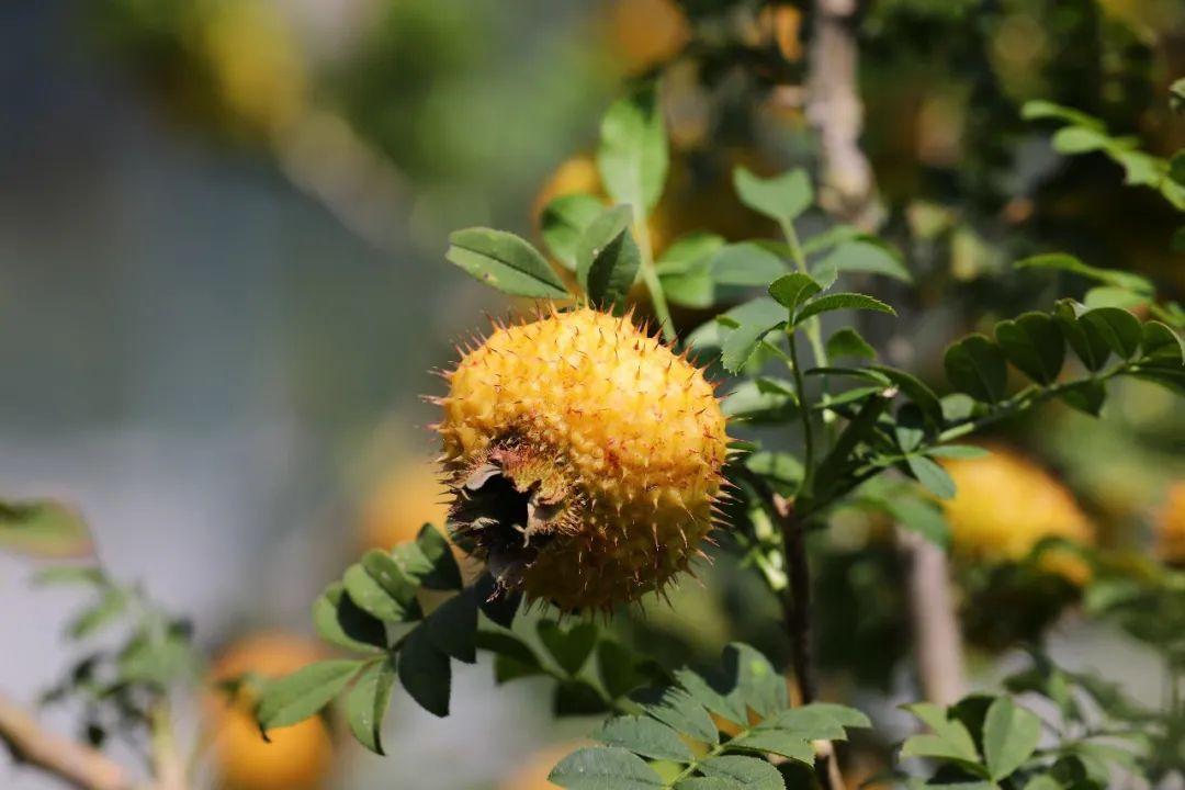 小小视频免费观看高清下载正式开学后该怎么上课