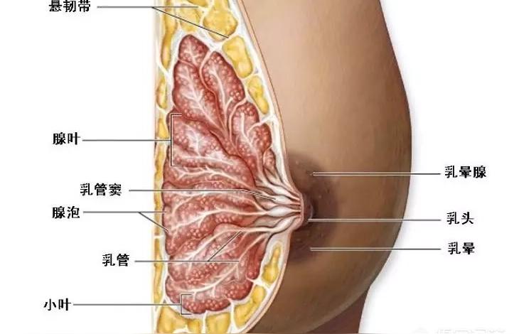 胸如何变大变软旧绒衣板结怎么软