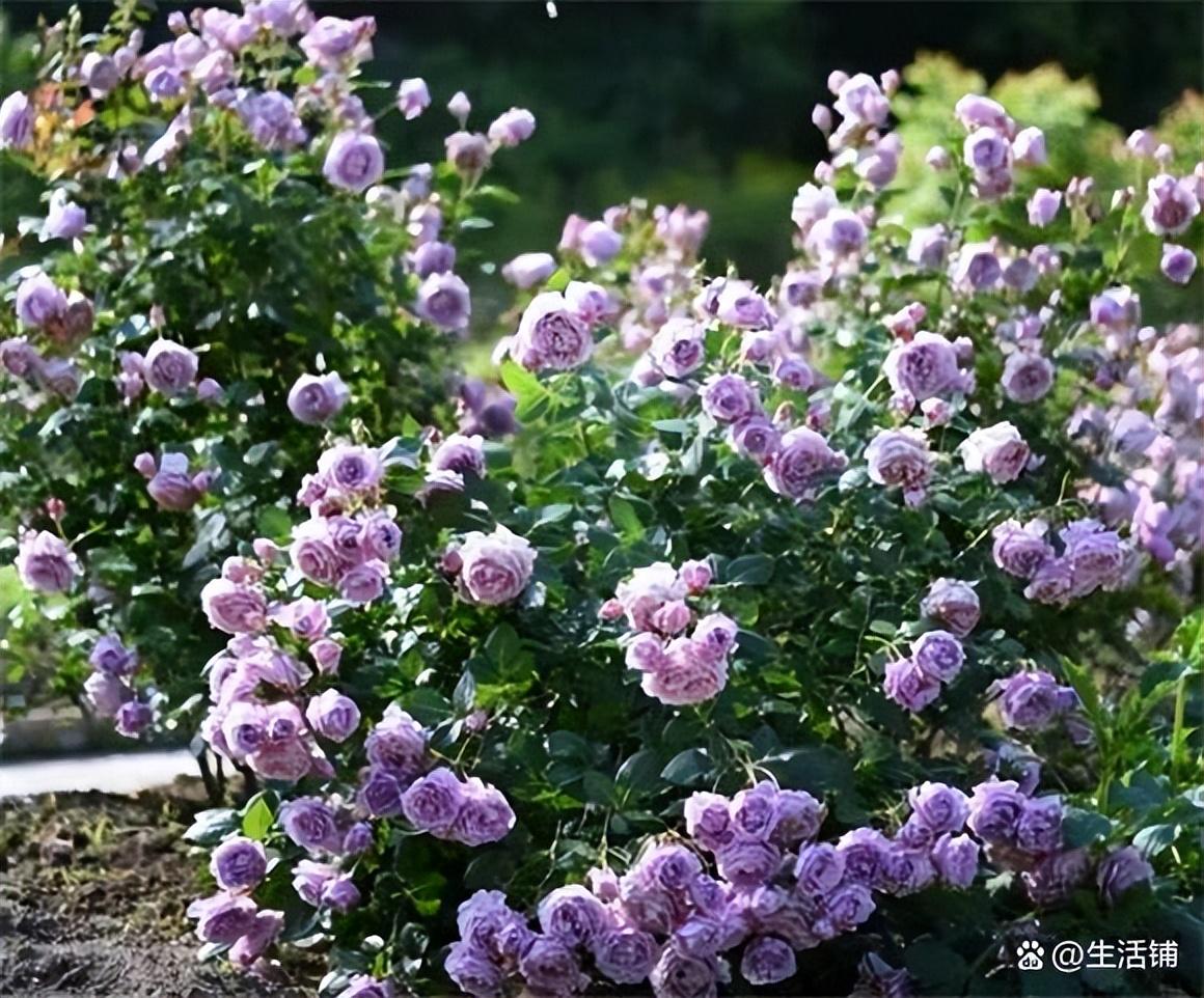 男孩一般有几次猛长高,为何会如此受到日本人欢迎