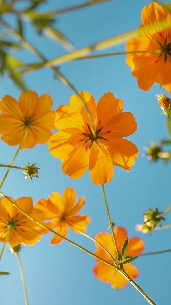 万事胜意什么意思,万事胜意什么意思