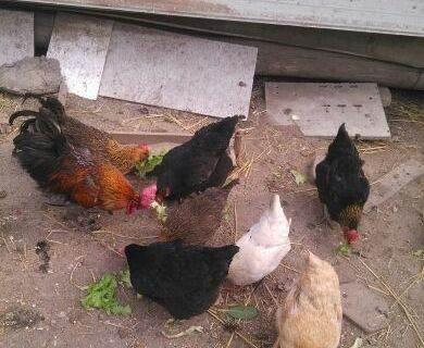 小孩九岁了小鸡不长怎么回事,如何帮助孩子形成正确的性别意识