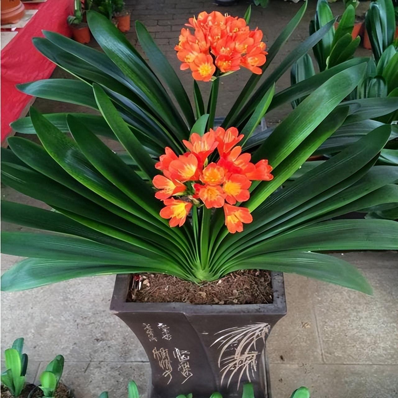 搞笑又皮的昵称关于动物的网名可爱三字