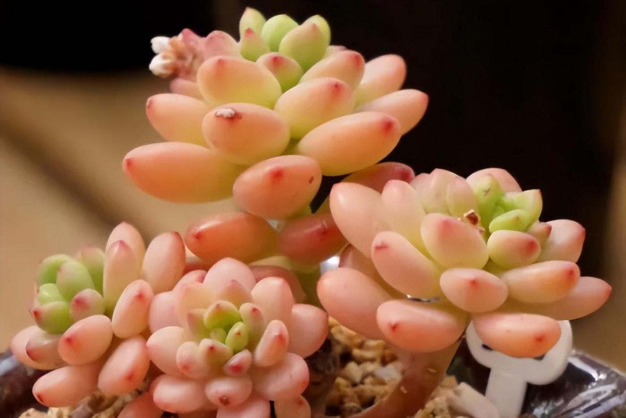 11岁男孩小鸡不长怎么回事小孩不长个子是什么原因