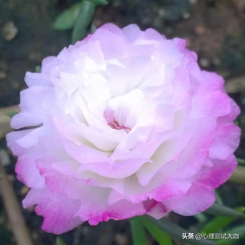 如何测出女生是否喜欢你,男女关系达到什么程度就可以表白了