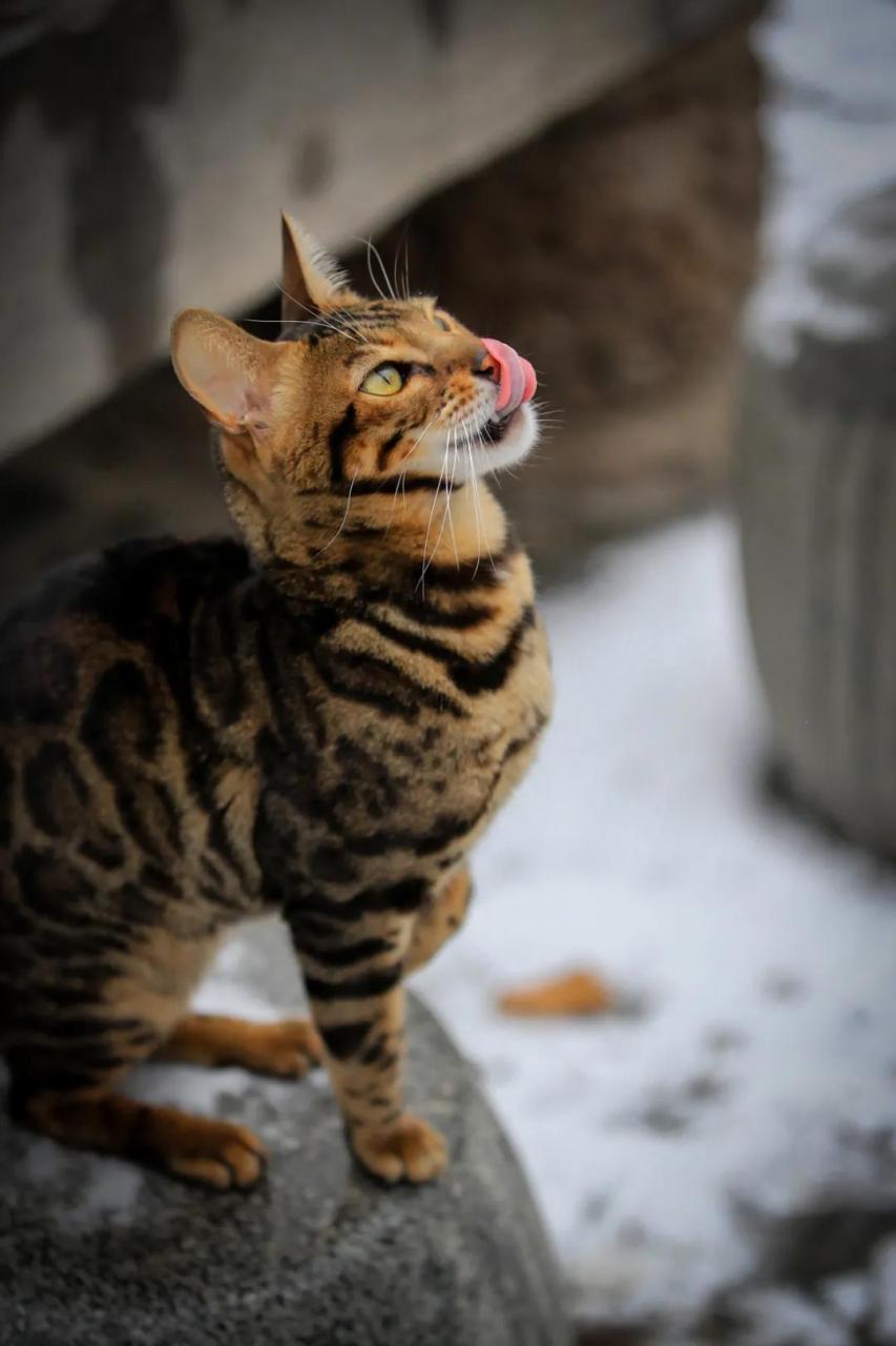 还有几天过年离过年还有几天的说说