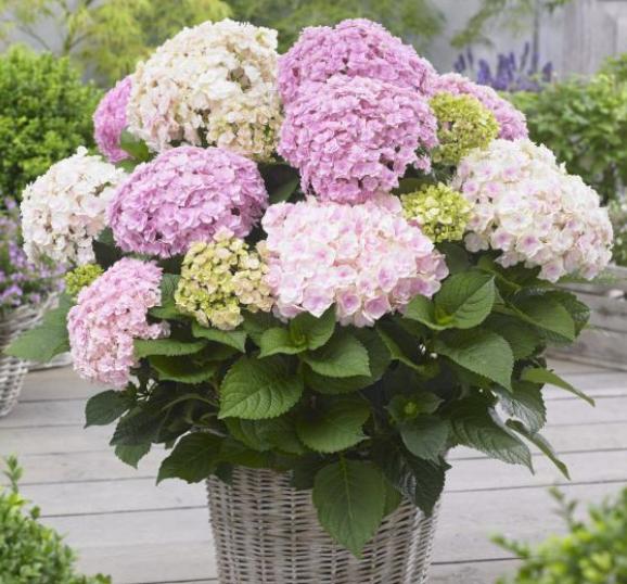 女生长不高的原因,为什么不多种植大豆