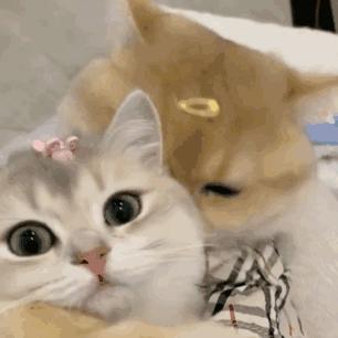 给男朋友撒娇的表情包gif,女人如何撒娇最吸引男人